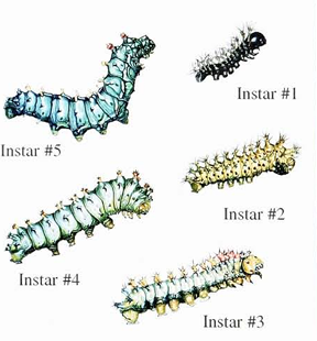 Cecropia larval stages