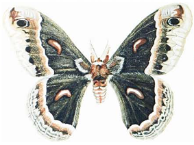 Single adult Cecropia moth