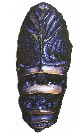 Cecropia moth cocoon