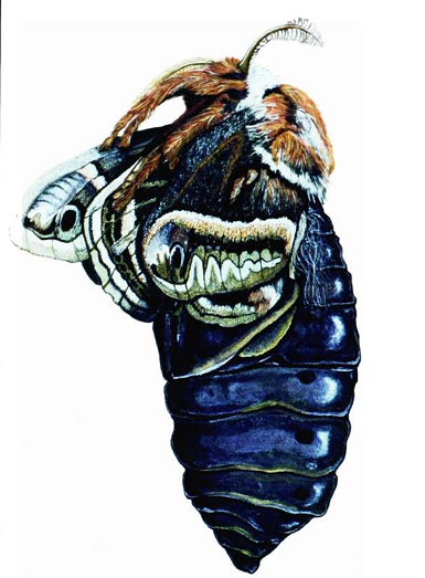 Cecropia moth hatching