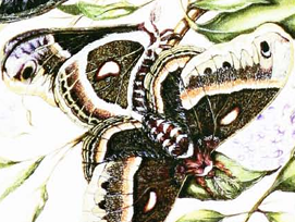 Pair of adult Cecropia moths