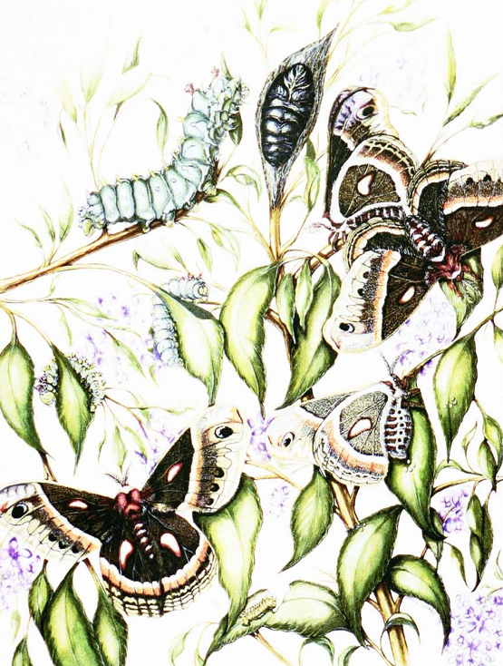 Cecropia moths and larva on plants