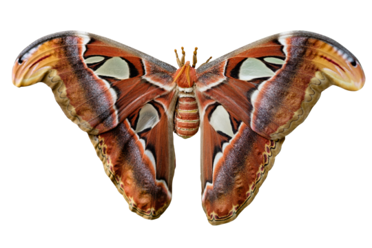 Atlas Moth