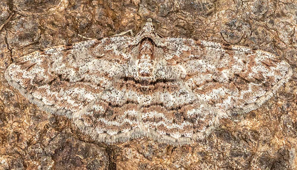Bark Moth