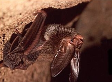 Bat
