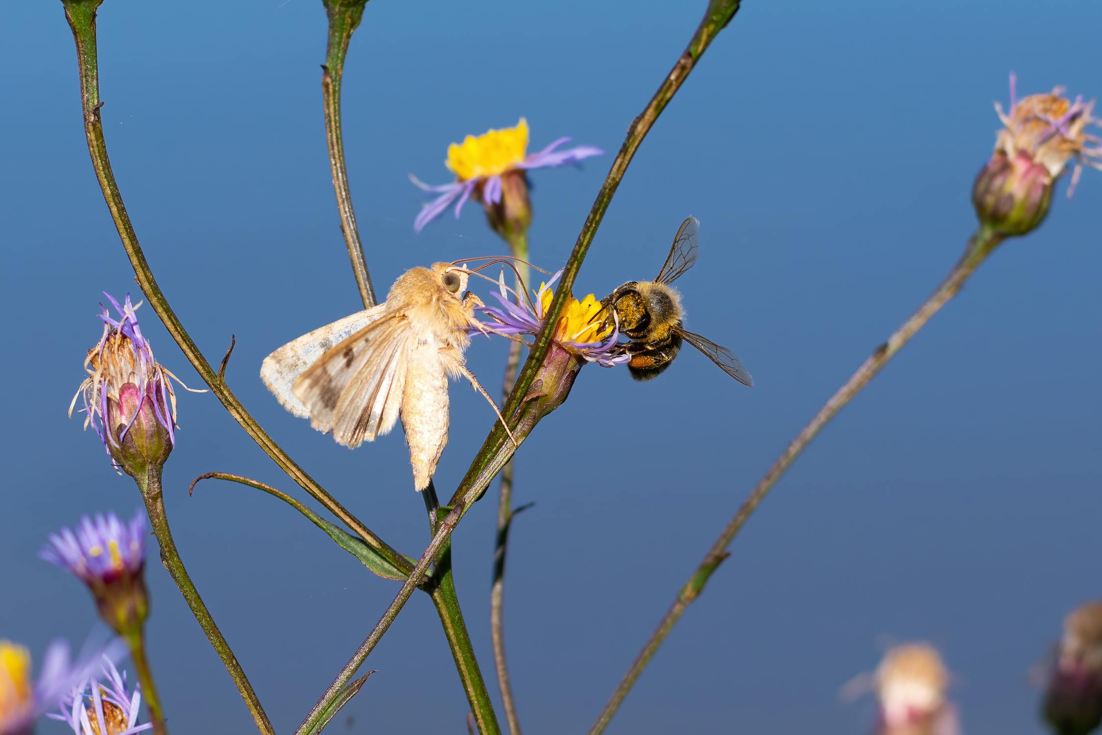 Moth and Bee faceoff