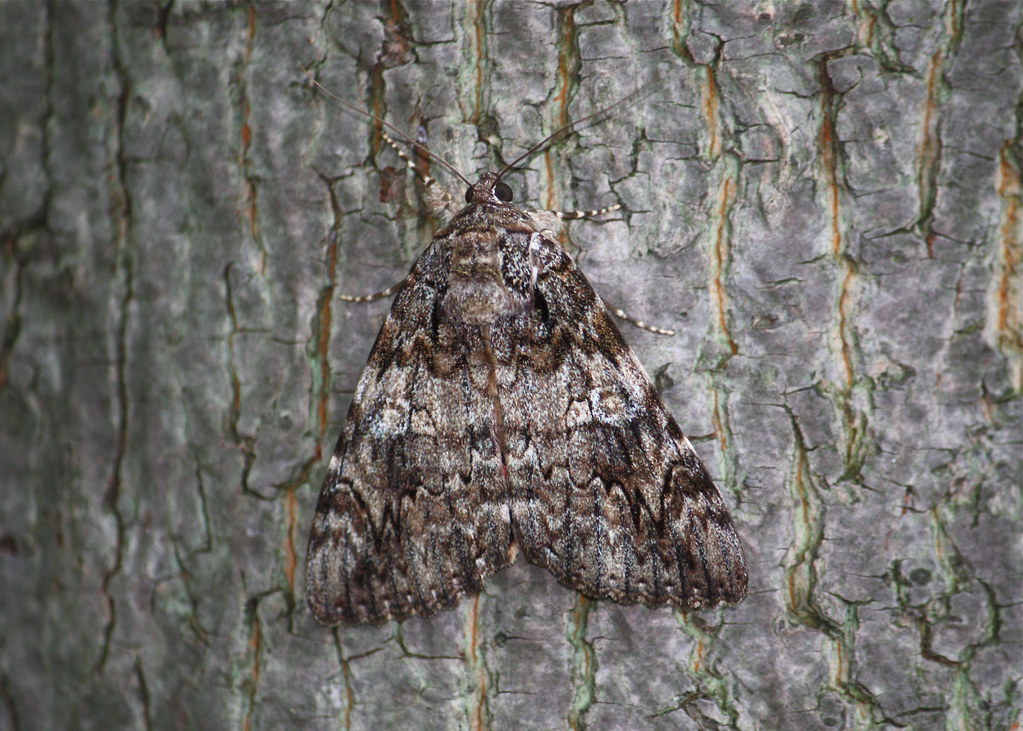 Tearful Underwing, a real camo master. Easy to miss, but the antennae gives it away.