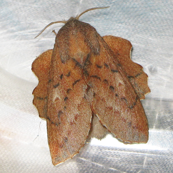 Leaf Moth