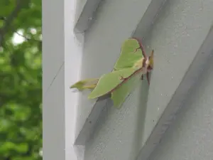 Blurry Luna Moth Photo