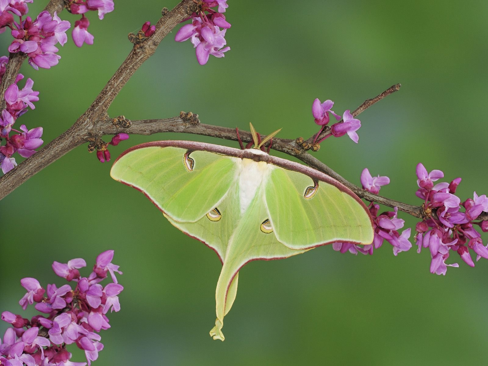 Luna Moth