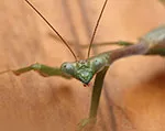 Praying Mantis