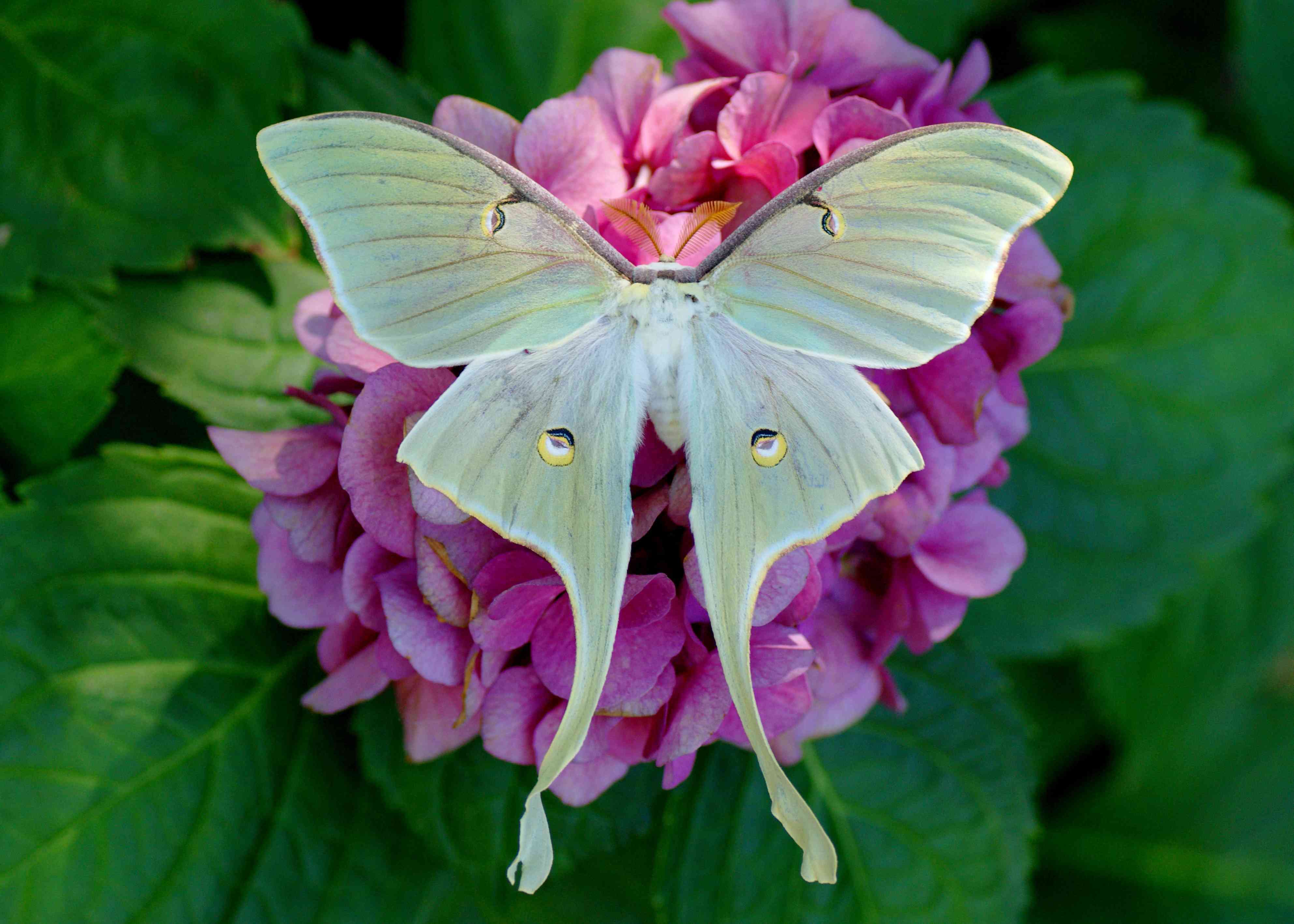 Luna Moth resting on a flower
