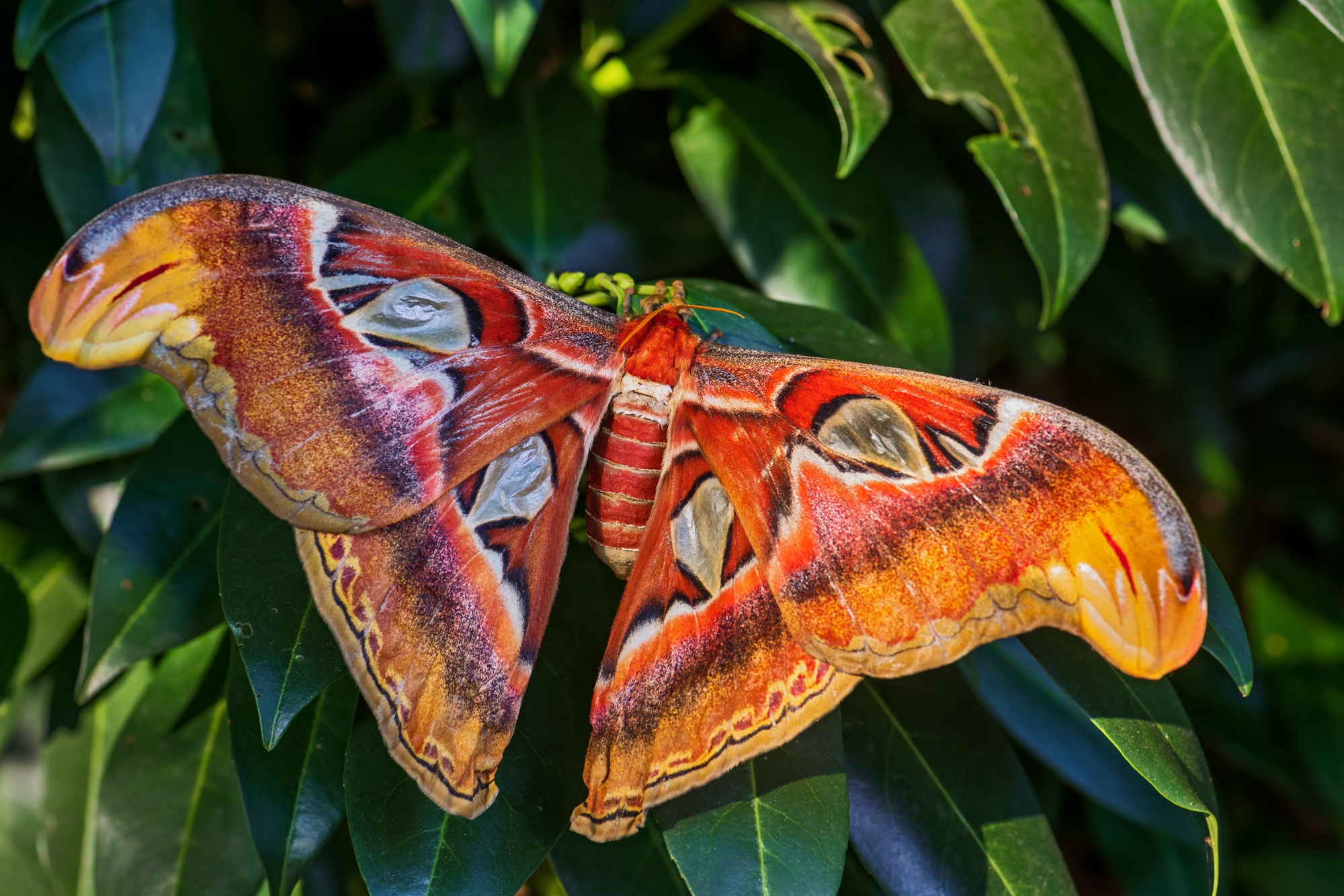 Atlas moth, This wingspan is unreal, like bigger than my hand.
