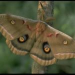Polyphemus Moth